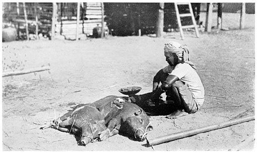 Offering of the Pigs to the Spirits.