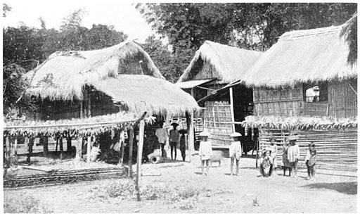 Drying Corn.