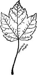 Mountain Maple