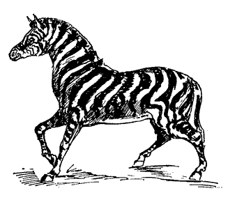 zebra