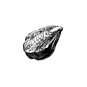 oyster