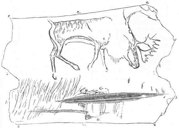 Fig. 14.  Palæolithic sketch - a reindeer