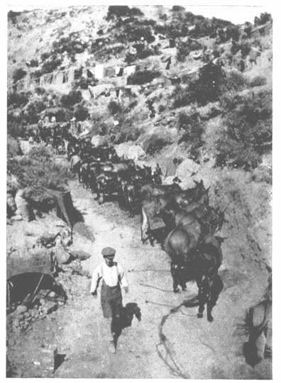 Mules in a Gully.