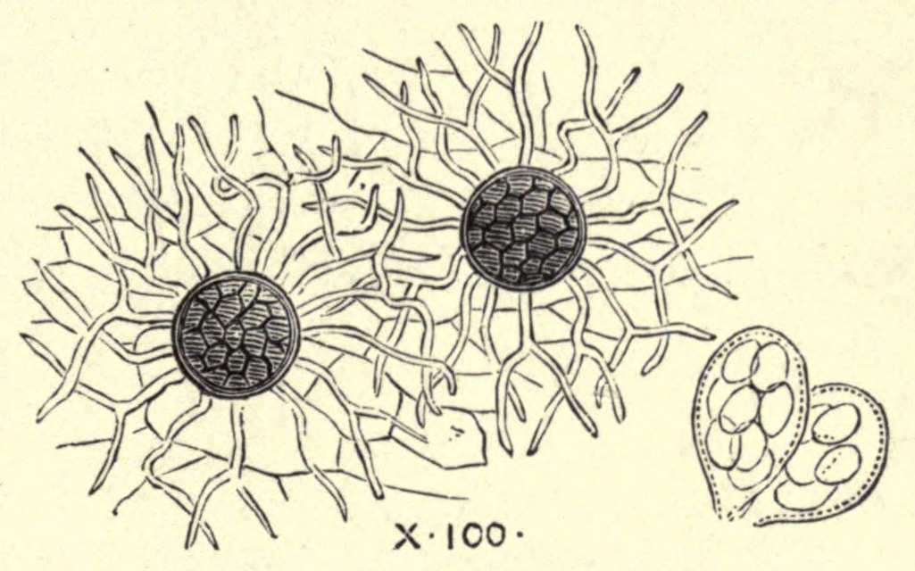 [Illustration: Fungus of Pea]