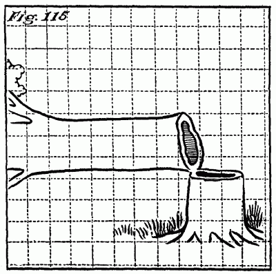 Figure 115: The tree revealed to be hollow.