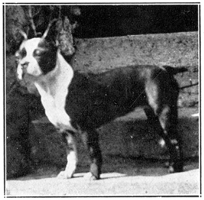 A female Boston