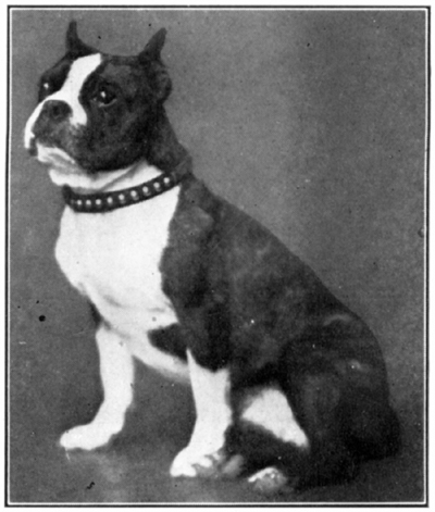 A brindle and white male sitting