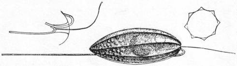 Anisonema vitrea