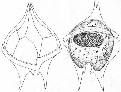 Ventral and dorsal aspects
of Peridinium divergens