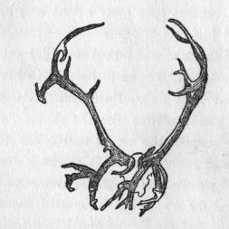 Deer antlers