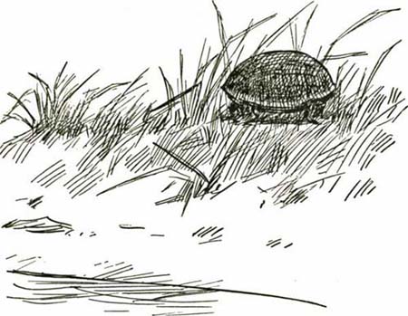 THE TERRAPIN