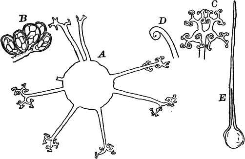 Fig. 41.