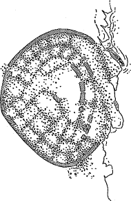 plan of ruin