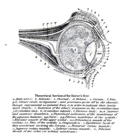 PLATE XXII.