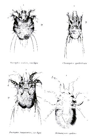 PLATE XXXIX.