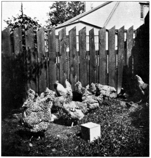 A GROUP IN THE YARD.