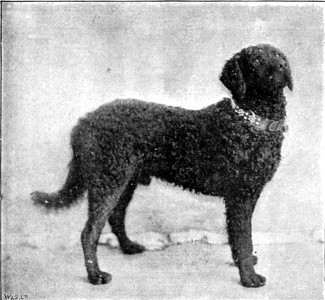 "PRINCE."

From a Photo. by C. Malfait, Dunkirk.