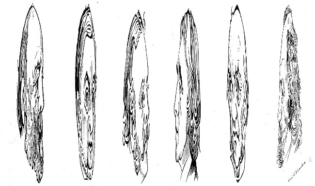 WHO ARE THESE?

In order to find out, hold the page level with the eyes, so as to
foreshorten the drawings.