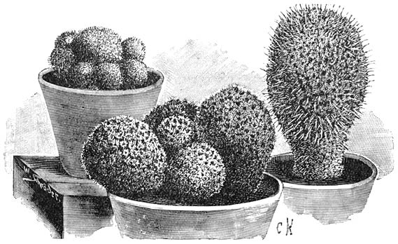 Fig. 199. Mamillaria.