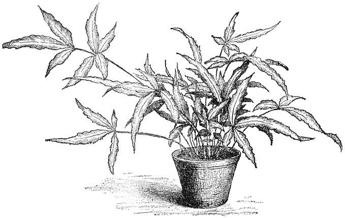 Fig. 247. Pteris cretica albo-lineata.