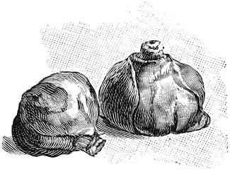 Fig. 293. Bollen van Scilla sibirica.