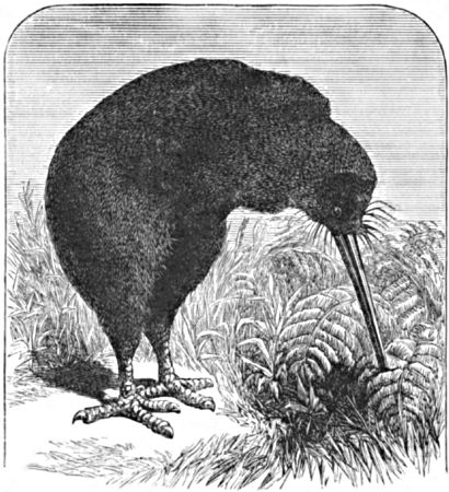 An apteryx, or kiwi