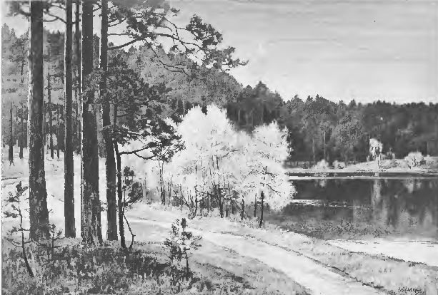 Lake in the Grunewald