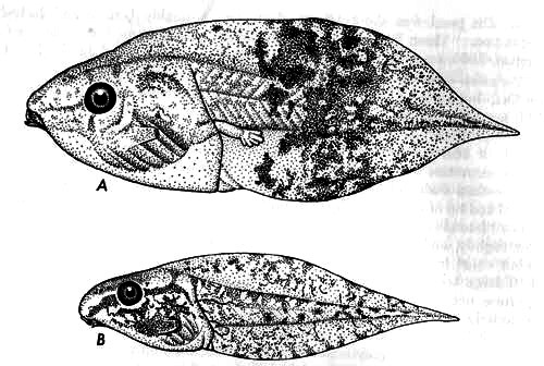 Tadpoles