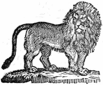 lion