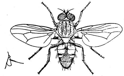 100. Fannia canicularis (4). After Graham-Smith.