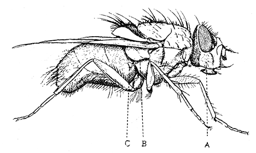 104. Calliphora erythrocephala, (6). After Graham-Smith.