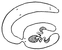 115. Dipylidium caninum.
Immature cysticercoid.
After Grassi and Rovelli.