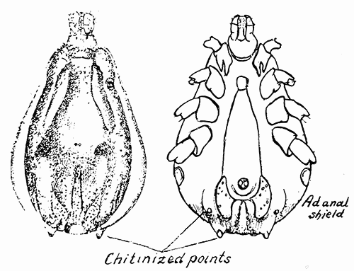 140. Hyalomma gypticum. After Nuttall and Warburton.