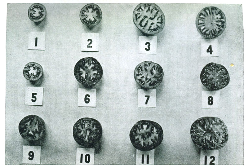 Figure 7.—Types of tomato interiors. 1, 5. Small fruited sorts. 2, 6, 9. Bonny Best. 3, 7, 10. Chalk
Jewel. 3, 7, 11. Stone. 4, 8. Earliana. 12. Ponderosa.