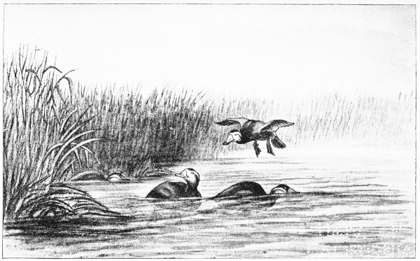 Plate XXXIII.

WHITE-FRONTED DUCK (ERISMATURA MERSA)—Santolalla, May 8th, 1883.

Page 270.