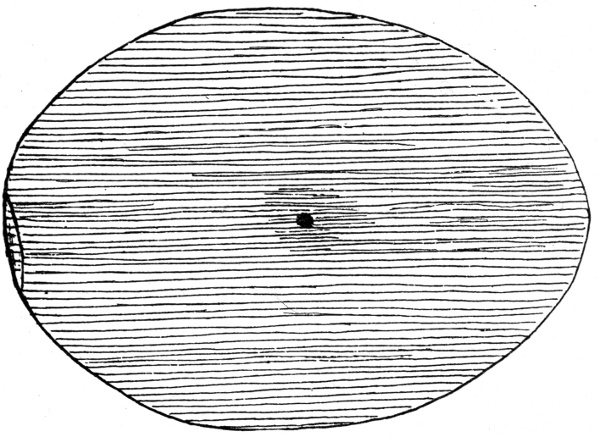 Figure 1.—Showing First Indication of Fertility.