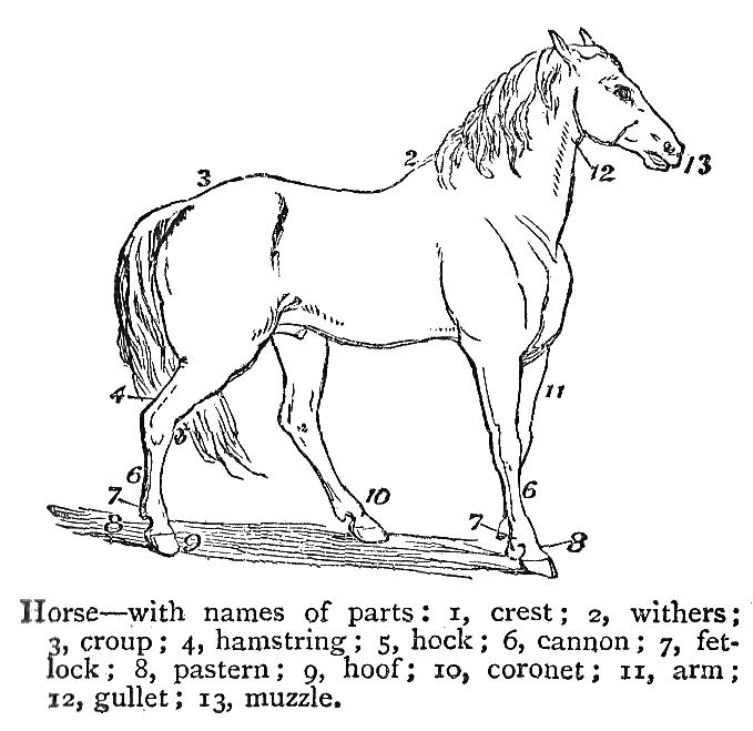 Horse with names of parts.