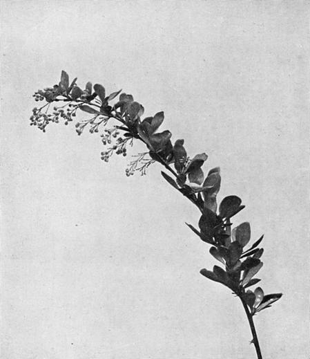 [Illustration: Berberis Vulgaris, L.]