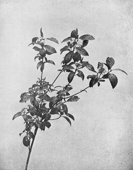 [Illustration: Cornus Alba, L.]