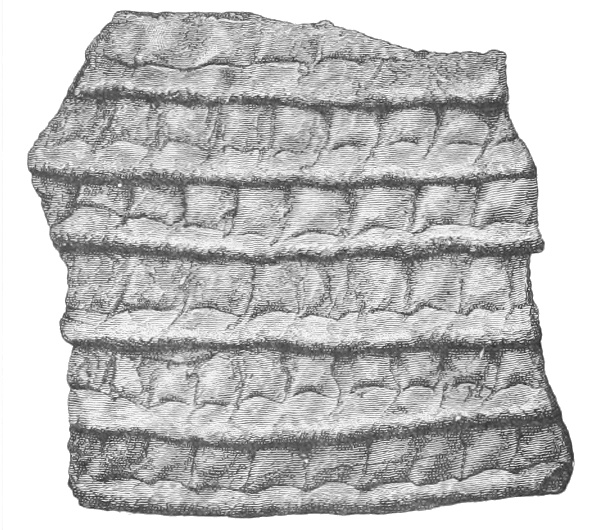 Fig. 224
