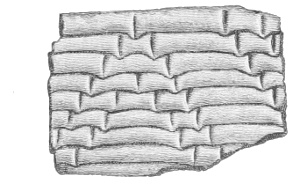 Fig. 228