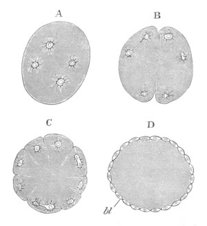 Segmentation of Eupagurus Prideauxii