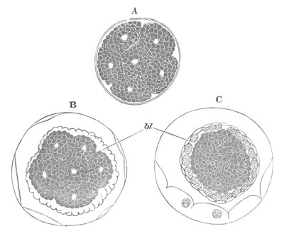 Segmentation in Chelifer