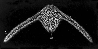 Three-days’ larva of ginopsis