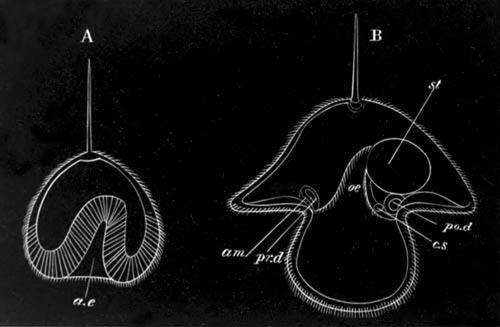 Two stages in the development of Pilidium