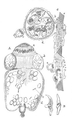 Echinococcus veterinorum