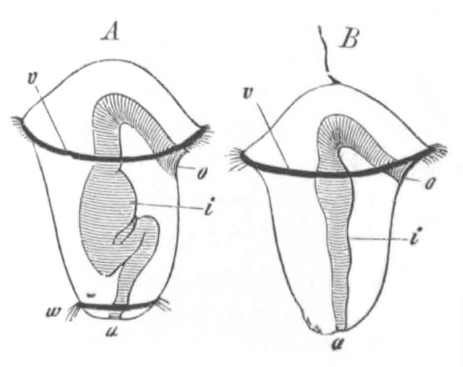 Two Chtopod larv