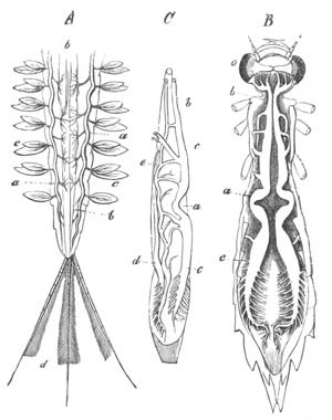 Aquatic respiration in insects