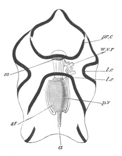 Full-grown larva of Synapta