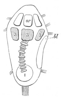 Larva of Antedon